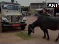 'शेतकऱ्याची गांधीगिरी', लाच मागणाऱ्या तहसिलदाराच्या जीपलाच बांधली म्हैस - Marathi News | The Gandhigiri of the farmer, the jeep of a seeker demanding a bribe was built | Latest national News at Lokmat.com