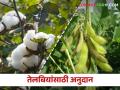 कापूस आणि सोयाबीन पिकांच्या खतांसाठी मिळणार अनुदान; इथे करा अर्ज - Marathi News | Subsidy for fertilizers for cotton and soybean crops; Apply here | Latest agriculture News at Lokmat.com