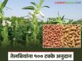 उन्हाळी भुईमूग व तीळ पिकांच्या प्रमाणित बियाण्यासाठी मिळणार १००% अनुदान; कशी कराल नोंदणी? - Marathi News | 100% subsidy will be provided for certified seeds of summer groundnut and sesame crops; How to register? | Latest agriculture News at Lokmat.com