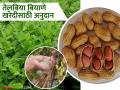 उन्हाळी भुईमुग व तीळ पिकांच्या बियाण्यासाठी १०० टक्के अनुदान; कुठे कराल अर्ज? - Marathi News | 100 percent subsidy for seeds of summer groundnut and sesame crops; Where to apply? | Latest agriculture News at Lokmat.com