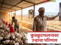 पोल्ट्री फार्ममधील कोंबड्या किती अंश सेल्सिअसपर्यंतचे तापमान सहन करू शकतात, वाचा सविस्तर  - Marathi News | Latest news how many degrees Celsius can chickens in poultry farms tolerate Read in detail | Latest agriculture News at Lokmat.com