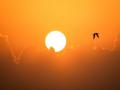 पारा वाढला, मार्चच्या सुरुवातीपासूनच बसेल सूर्याचा तडाखा - Marathi News | heat increased as mercury rose, temperature set to rise from the beginning of March | Latest nagpur News at Lokmat.com