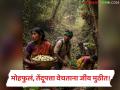Tendu Patta Season : जंगलात काम की मृत्यूचा धोका? मोहफुलं-तेंदूपत्ता वेचताना भीतीचं सावट - Marathi News | latest news Tendu Patta Season: Work in the forest or the risk of death? Fear looms while picking Mohafula-Tendupatta | Latest agriculture News at Lokmat.com