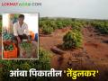 कॅटरिंग व्यवसाय सोडून २३ एकर क्षेत्रावर फळबाग फुलवणारा तेंडूलकर - Marathi News | Tendulkar left the catering business and started fruit crops farming on 23 acres | Latest agriculture News at Lokmat.com
