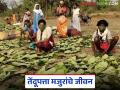 Tendupatta Workers: तेंदूपत्ता मजुरांचे जीवन: संघर्षाची वेदनादायक कहाणी वाचा सविस्तर - Marathi News | latest news Tendupatta Workers: The life of Tendupatta workers: Read the painful story of struggle in detail | Latest agriculture News at Lokmat.com