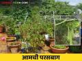 Terrace Garden : टेरेस गार्डनच्या माध्यमातून फळे, भाजीपाला अन् ऑक्सिजनही - Marathi News | Terrace Garden : Fruits, vegetables and oxygen through the terrace garden | Latest agriculture News at Lokmat.com