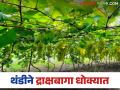 Grape Farming : वाढत्या थंडीमुळे द्राक्षबागा धोक्यात, बागायतदारांचा पूर्ण दिवस शेतातच, वाचा सविस्तर - Marathi News | Latest News Grape Farming Vineyards in danger due to increasing cold, see how to manage | Latest agriculture News at Lokmat.com