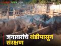 Care Tips For livestock : थंडी वाढली, जनावरांचे थंडीपासून संरक्षण कसे कराल? जाणून घ्या सविस्तर  - Marathi News | Latest News Cold weather, how to protect animals from cold Know in detail  | Latest agriculture News at Lokmat.com