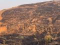 मांगरुळ डोंगरावरील वनसंपदा वणव्याच्या विळख्यात - Marathi News | Recognition of forest resources on Mangrul hill | Latest thane News at Lokmat.com