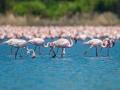पाणथळ जागा नष्ट झाल्यामुळे फ्लेमिंगोंना धोका - Marathi News | Danger to flamingos due to loss of wetland space | Latest mumbai News at Lokmat.com