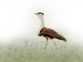 माळढोकच्या खुणा - Marathi News | The Great Indian Bustard is vanishing | Latest manthan News at Lokmat.com
