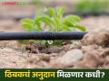 Thibak Anudan : राज्यात ५०६ कोटींचे ठिबकचे अनुदान रखडले का मिळेना अनुदान वाचा सविस्तर - Marathi News | Thibak Anudan : 506 Crore Drip Irrigation subsidy stopped in the state Why not getting subsidy Read more | Latest agriculture News at Lokmat.com