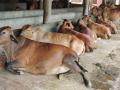 गोंदिया जिल्ह्यातील १५१ जनावरांना विषाणूजन्य आजार - Marathi News | Lumpy skin disease in 151 animals in Gondia district | Latest gondia News at Lokmat.com