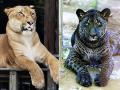 एकाच प्रजातीत दोघांचे गुण, पाहा Hybrid Animals! - Marathi News | Hybrid Animals! | Latest jarahatke Photos at Lokmat.com
