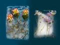 बर्फात गोठलेल्या फुलांचे इतके सुंदर फोटो तुम्ही पाहिले नसतील! - Marathi News | Photography flowers in ice zero degrees by Bruce Boyd and artist Tharien Smith | Latest social-viral Photos at Lokmat.com