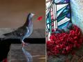 जवानाच्या समाधीवरील फूल वेचून कबूतराने थाटलं सुंदर घरटं, फोटो व्हायरल... - Marathi News | Pigeon Builds A Nest After Stealing Poppies From Soldier’s Grave | Latest social-viral Photos at Lokmat.com