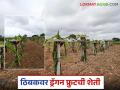 Dragon Farming : खडकाळ माळरानावर ठिबक सिंचनाद्वारे फुलतेय ड्रॅगन फ्रुटची शेती, वाचा सविस्तर  - Marathi News | Latest News Dragon fruit farming on drip irrigation from Rojgar hami yojana read in detail | Latest agriculture News at Lokmat.com