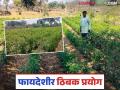 Smart Farming : 50 हजार खर्च झाले, पण भारी काम झालं, भन्नाट प्रयोगातून चांगलं उत्पादन - Marathi News | Latest News Smart Farming 'Drip' irrigation for more production with less water by gadchiroli Farmer | Latest agriculture News at Lokmat.com