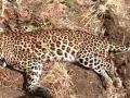 यवतमाळ जिल्ह्यातील माळेगाव शिवारात बिबट्याचा संशयास्पद मृत्यू - Marathi News | Suspicious death of leopard in Yavatmal district | Latest yavatmal News at Lokmat.com
