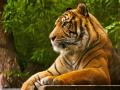 आत्मसमर्पण केलेल्या आरोपीने काढून दिली वाघाची दोन किलो हाडे - Marathi News | The surrendered accused submitted two kilo bones of tigers | Latest nagpur News at Lokmat.com