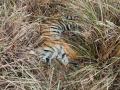 पेंच व्याघ्र प्रकल्पात वाघाच्या छाव्याचा  मृत्यू - Marathi News | Tiger's cab found deaths in the Pench tiger reserve | Latest nagpur News at Lokmat.com