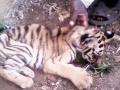 वाघासोबत झालेल्या झटापटीत छाव्याचा मृत्यू - Marathi News | Fierce death threats with tiger | Latest nagpur News at Lokmat.com
