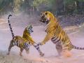 अस्तित्वासाठी जंगलाच्या दोन वाघांची झुंज; टी-९ वाघाचा मृत्यू  - Marathi News | Two jungle tigers fight for survival; Death of T-9 tiger  | Latest gondia News at Lokmat.com