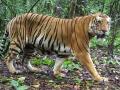 नागपुरातील हुडकेश्वरमध्ये वाघाची दहशत - Marathi News | Tiger terror in Hudkeshwar, Nagpur | Latest nagpur News at Lokmat.com