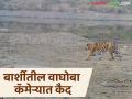 पाण्याच्या शोधात आलेला वाघ वन विभागाच्या ट्रॅप कॅमेऱ्यात कसा झाला कैद; वाचा सविस्तर - Marathi News | How a tiger in search of water was captured in the forest department's trap camera; Read in detail | Latest agriculture News at Lokmat.com