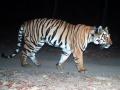 Tiger in Khamgaon: खामगावात वाघाची दहशत, वनविभागाचे शर्थीचे प्रयत्न - Marathi News | Tiger in Khamgaon: Tiger terror in Khamgaon, Forest Department's betting efforts | Latest buldhana News at Lokmat.com