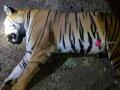 ...जिथे केली वाघिणीनं पहिली शिकार तिथेच झाला तिचा अंत - Marathi News | ...tiger was death where she was first hunting | Latest yavatmal News at Lokmat.com