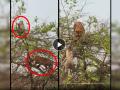 Tiger Monkey Video: शिकारीसाठी झाडावर चढलेला वाघ माकडावर झडप घालणार इतक्यात... - Marathi News | Tiger Monkey wildlife Video goes viral on social media where monkey smartly escapes with jugaad | Latest social-viral News at Lokmat.com