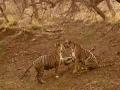 माया वाघिणीच्या बछड्यांची धम्माल मस्ती  - Marathi News | Playing Maya and her cubs in Tadoba National park at Chandrapur | Latest chandrapur Videos at Lokmat.com
