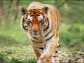 डुकरांच्या शिकारीसाठी सोडला करंट, पण अडकला वाघ - Marathi News | Current released for pig hunting, but trapped tiger | Latest gadchiroli News at Lokmat.com