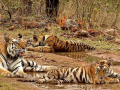 सह्याद्री व्याघ्र प्रकल्पात वाघांचा पाळणा हलणार का? - Marathi News | Will the tiger's cradle in the Sahyadri Tiger Reserve be moved? | Latest editorial News at Lokmat.com