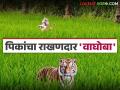वन्यप्राण्यांकडून शेतीचे नुकसान टाळण्यासाठी शेतात वाघोबा तर घरावर बिबट्या; जाणून घ्या सविस्तर - Marathi News | To prevent damage to agriculture by wild animals, keep tigers in the fields and leopards at home; Know the details | Latest agriculture News at Lokmat.com