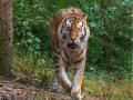 'चंद्रपुरातील वाघ सह्याद्री व्याघ्र प्रकल्पामध्ये आणणार' - Marathi News | Tigers from Chandrapur will be brought to the Sahyadri Tiger Project | Latest kolhapur News at Lokmat.com