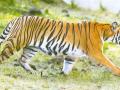 खापरी-फुकेश्वर शेतशिवारात दिसला वाघ - Marathi News | Tiger seen in Khapri-Fukeshwar farm | Latest nagpur News at Lokmat.com