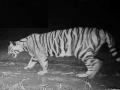 सह्याद्री व्याघ्र प्रकल्पात आढळला पट्टेरी वाघ, कॅमेऱ्यात कैद  - Marathi News | Striped tiger found in Sahyadri Tiger Reserve, caught on camera | Latest satara News at Lokmat.com