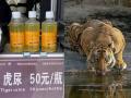 वाघाचं मूत्र बाटल्यांमध्ये भरून विकतोय चीन; कुणी पितंय, कुणी अंगाला लावतंय! प्रकरण काय? - Marathi News | China is selling tiger urine in bottles; some are drinking it, some are applying it to their bodies for the tritment of arthritis | Latest jarahatke News at Lokmat.com