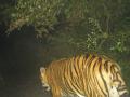 वाघाची पावलं आता सुकळी, खडगा गावाजवळ : पगमार्क आढळले - Marathi News | The tiger turned now near Sukali, Khadgaon village: Foot mark found | Latest nagpur News at Lokmat.com