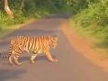 गडचिरोलीत रस्त्यावर वाघाचा मुक्त संचार - Marathi News | Free movement of tiger on road in Gadchiroli | Latest gadchiroli News at Lokmat.com