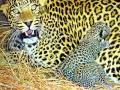 तोंडापूरला बिबट्यांच्या संचाराने शेतकरी भयभित - Marathi News |  Farmers are frightened by communicating with Leopards in Mampapur | Latest jalgaon News at Lokmat.com