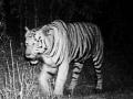 मिहानमधील वाघाची पंधरा दिवसांपासून लपाछपी  - Marathi News | The tiger in Mihan has been hidden for fifteen days | Latest nagpur News at Lokmat.com