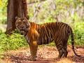 विदर्भात वाघांच्या अभिरक्षणासाठी ट्रॅप कॅमे-यांवर भर - Marathi News | Emphasis on trap cameras for tiger conservation in Vidarbha | Latest amravati News at Lokmat.com