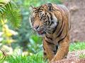 Satpuda tiger project: सातपुडा व्याघ्र प्रकल्प अबाधित होणार, गावे इतरत्र करणार पुनर्वसित; सरकारने लागू केले होते धोरण - Marathi News | Satpuda tiger project will be unaffected, villages will be rehabilitated elsewhere; The policy was implemented by the government | Latest national News at Lokmat.com
