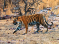 Bhandara: तुमसर वनपरिक्षेत्रात वाघ मृतावस्थेत आढळला - Marathi News | Bhandara: Tiger found dead in Tumsar forest area | Latest bhandara News at Lokmat.com