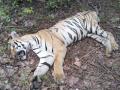 बार्शिटाकळी तालुक्यातील सोनखास शिवारात वाघाचा मृत्यू - Marathi News | Tiger dies in Sonkhas Shivara in Barshitakali taluka | Latest akola News at Lokmat.com