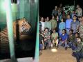 अखेर त्या नरभक्षक वाघाला वन विभागाने केले जेरबंद - Marathi News | The man-eating tiger was finally jailed by the forest department at Chandrapur | Latest chandrapur News at Lokmat.com