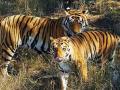 मेळघाटातील वाघांचा संचार वाढतोय! - Marathi News | Tigers numbers are increasing in Melghat | Latest akola News at Lokmat.com